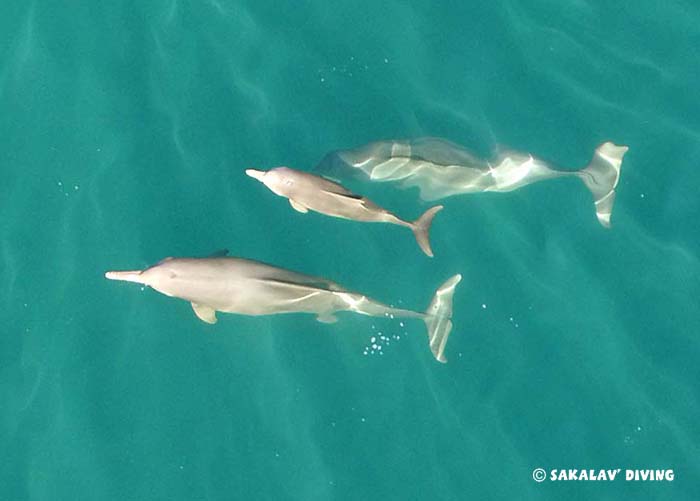 dolphins watching in Nosy Be Madagascar